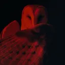 pyrrodiera
