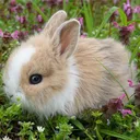 bunnypaige