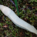 an_albino_slug#7126's avatar