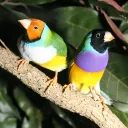 cuos