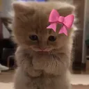 rosekiro