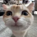 kitty_kat0012