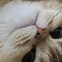 avatar lunchbox (squillo edition)