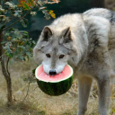 wolfeatingawatermelon
