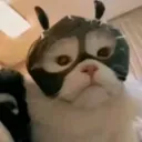 gato_gordo17