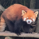 avatar a red panda