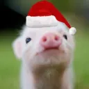 pig_ty