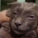 thatcatoncrack