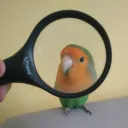 .gugio