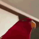 fiki