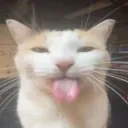 skitty__