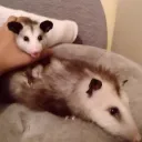 peachypossum