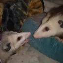peachypossum