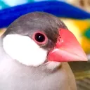 meruto1