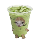 avatar Matcha