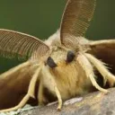 madmothmadame