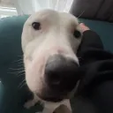 creeperplushie