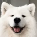 pfp