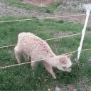 mrpootis
