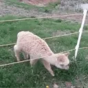 mrpootis