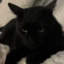 cntsaiw