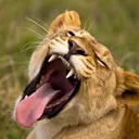 janpanthera