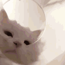 catakitty