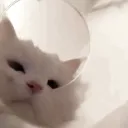 pfp
