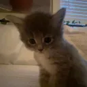 hazelxp