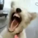 dethmetaldog