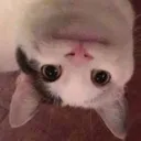tomatojuicepie