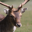 avatar Abridgedjuice