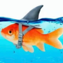 avatar 𝖈𝖆𝖑𝖑𝖎𝖊 ♱