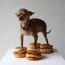 burgerbran4853