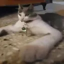 lipesto