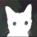 wolfsyncc