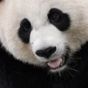panda 64 avatar