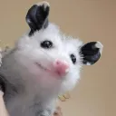 possumree
