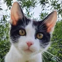 patak.cat