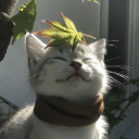 avatar snypaw