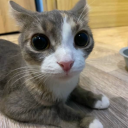 avatar notociousNcat