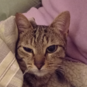 Discord Avatar