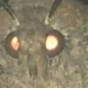 mothmrmuck3619