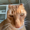 avatar ռɨӄ🇵🇭