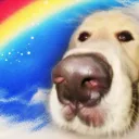 maxhalo_