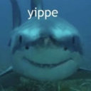 Shark