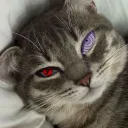 selyreal