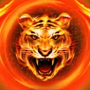 djeltigre