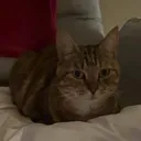 navefa