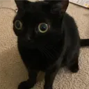 navefa